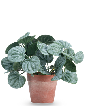 La pianta artificiale Rugose leaf 16 cm verde è una pianta artificiale con foglie verdi rotonde e venature argentate chiare, presentata in un vaso di terracotta rosso-marrone su uno sfondo bianco a tinta unita.