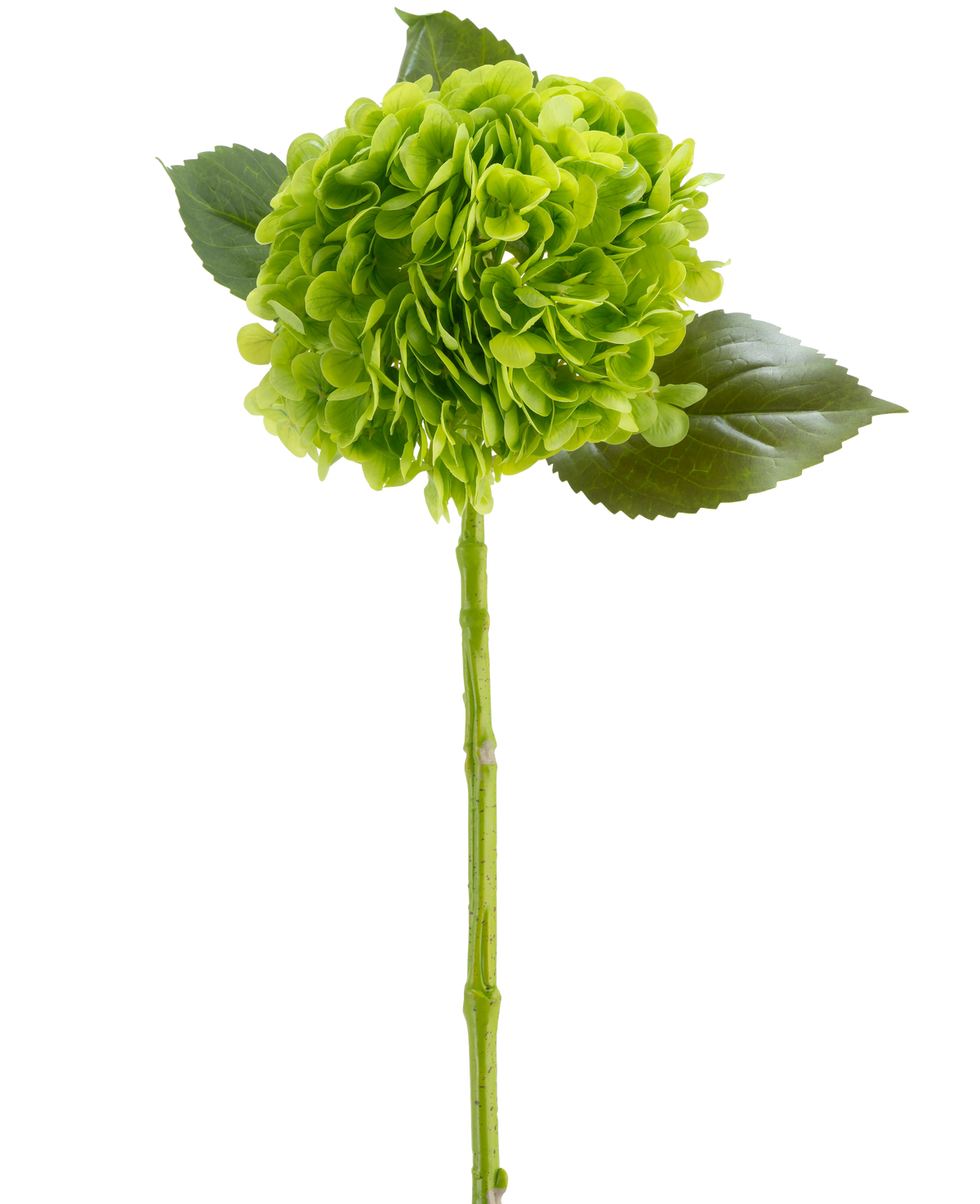 Il fiore artificiale Charlotte Hydrangea Real Touch verde scuro 55 cm è composto da un fiore di ortensia verde con petali riuniti, tre foglie lucide e un lungo stelo, il tutto raffigurato su uno sfondo bianco.