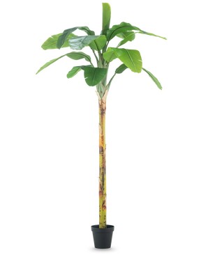 Il banano artificiale da 250 cm è un alto banano artificiale con ampie foglie verdi e un tronco strutturato, esposto in un piccolo vaso nero su uno sfondo bianco a tinta unita.
