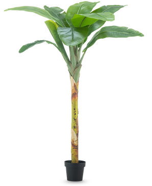 Il banano artificiale da 180 cm ha ampie foglie verdi e uno stelo strutturato in un piccolo vaso nero, su uno sfondo bianco a tinta unita.