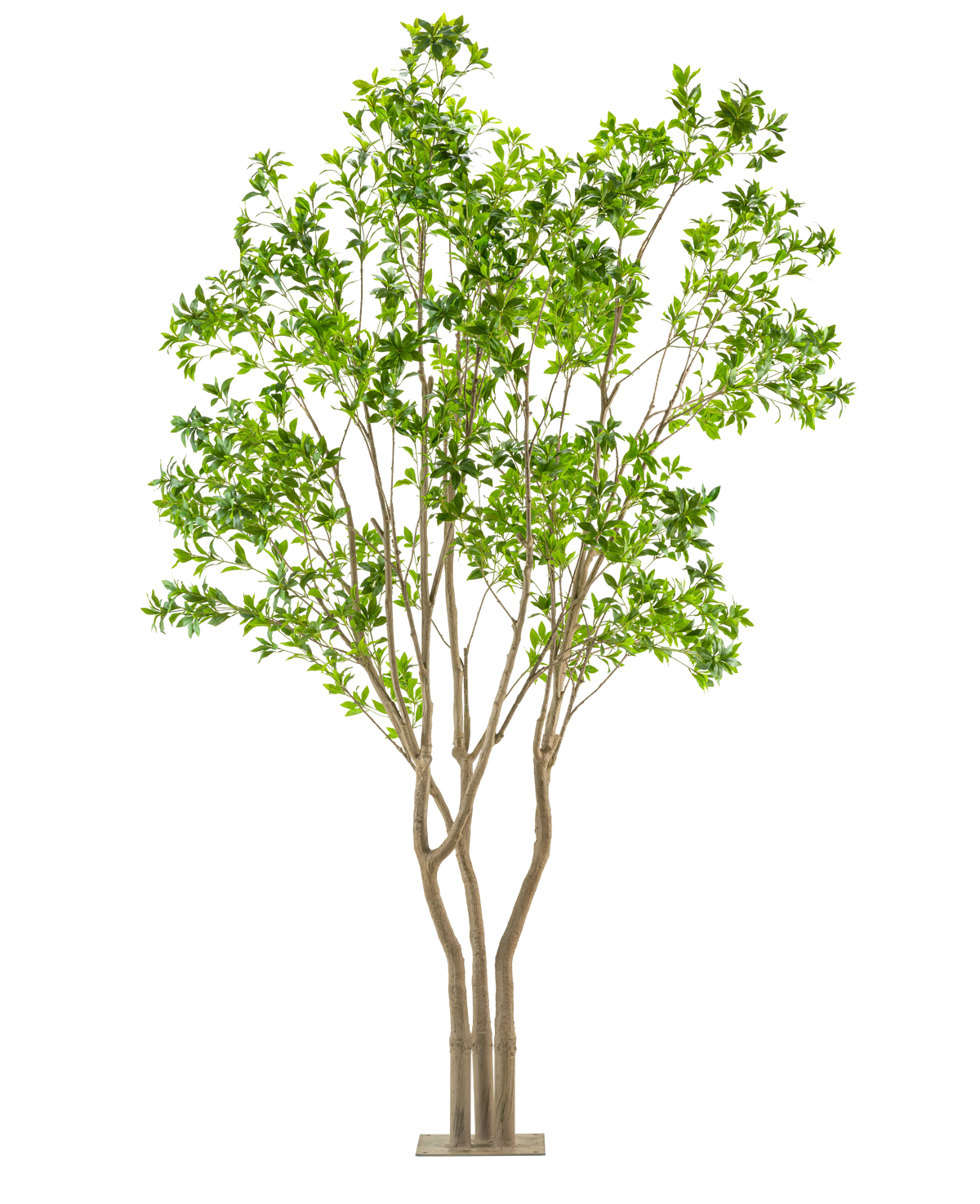 La pianta artificiale Pieris Japonica 290 cm è un albero artificiale alto con tronchi multipli marrone chiaro e foglie verdi lussureggianti in un vaso rettangolare, su uno sfondo bianco.