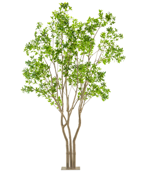 La pianta artificiale Pieris Japonica 290 cm è un albero artificiale alto con tronchi multipli marrone chiaro e foglie verdi lussureggianti in un vaso rettangolare, su uno sfondo bianco.