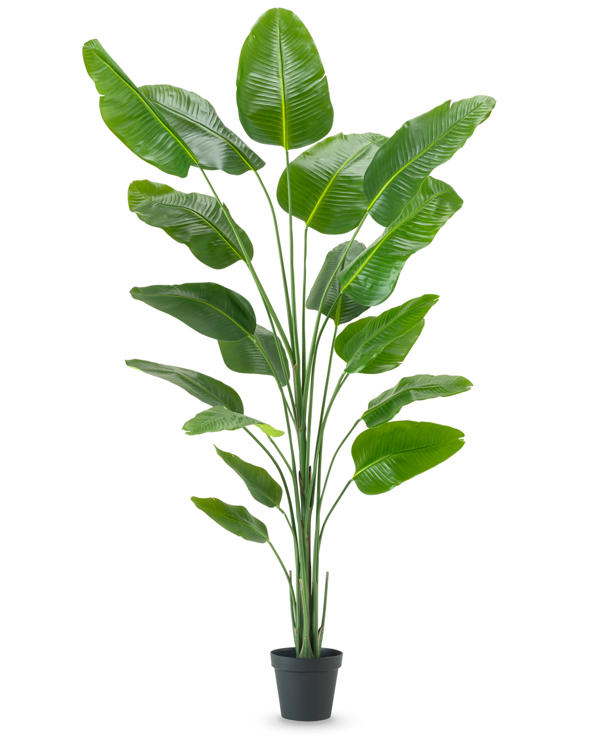 La pianta artificiale Strelitzia 240 cm real touch ha grandi foglie verdi lucide in un vaso nero, su uno sfondo bianco a tinta unita.