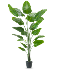 Pianta Artificiale Strelitzia 240 cm Real Touch