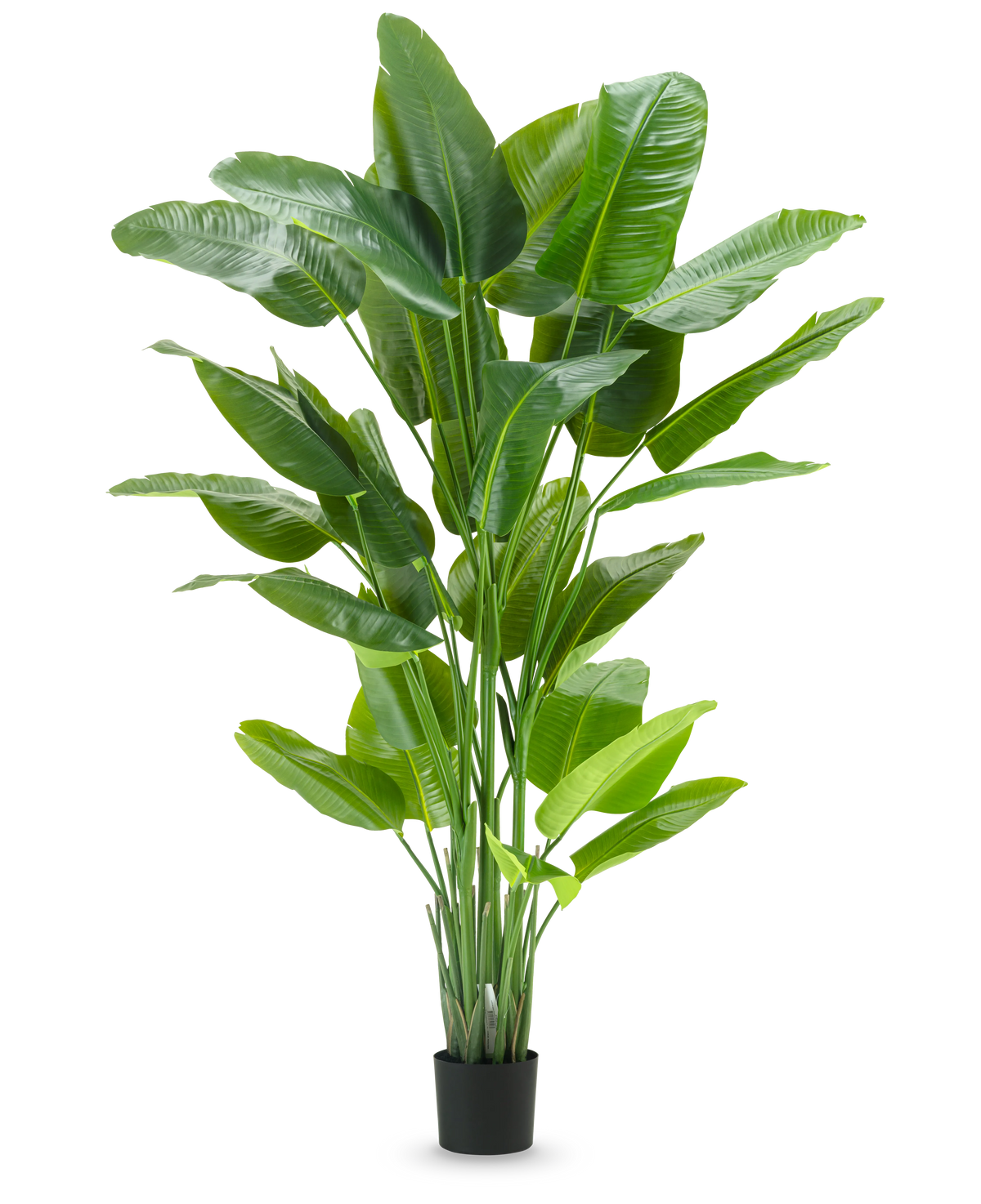 La pianta artificiale Strelitzia Real Touch Deluxe 210 cm ha un fogliame verde alto e vibrante con foglie grandi e lucide in un semplice vaso nero, su uno sfondo bianco a tinta unita.