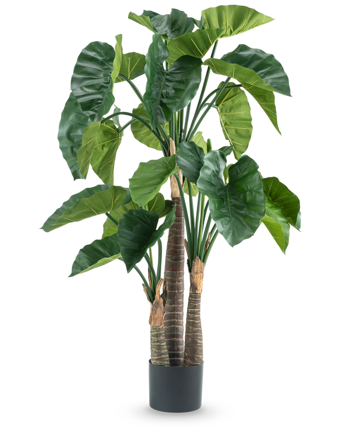 Una pianta artificiale di Alocasia da 150 cm ha ampie foglie verdi e tre spessi steli marroni in un semplice vaso cilindrico nero, raffigurato su uno sfondo bianco.