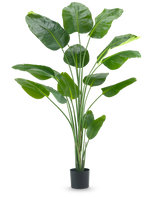 La pianta artificiale Strelitzia 210 cm real touch ha steli lunghi e sottili e grandi foglie verdi lucide su uno sfondo bianco semplice.