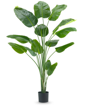 De Kunstplant Strelitzia 210 cm real touch heeft lange, slanke stelen en grote, glanzend groene bladeren tegen een effen witte achtergrond.
