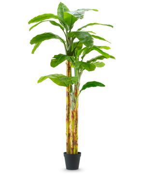 De Kunstplant Bananenboom 270 cm heeft brede groene bladeren en geelgroene stelen in een kleine zwarte pot, tegen een effen witte achtergrond.