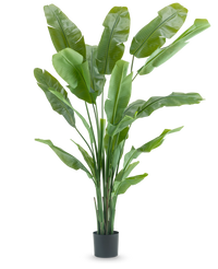 Pianta Artificiale Strelitzia Nicolai Deluxe 215 cm