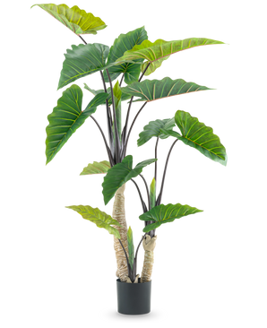 De Kunstplant Calocasia 180 cm is een kunstplant in pot met grote groene pijlvormige bladeren en meerdere stengels, afgebeeld tegen een effen witte achtergrond.