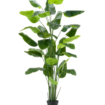La pianta artificiale Strelitzia Real Touch Deluxe 300 cm è una pianta artificiale alta con foglie verdi lunghe e larghe in un vaso nero, raffigurata su un semplice sfondo bianco.
