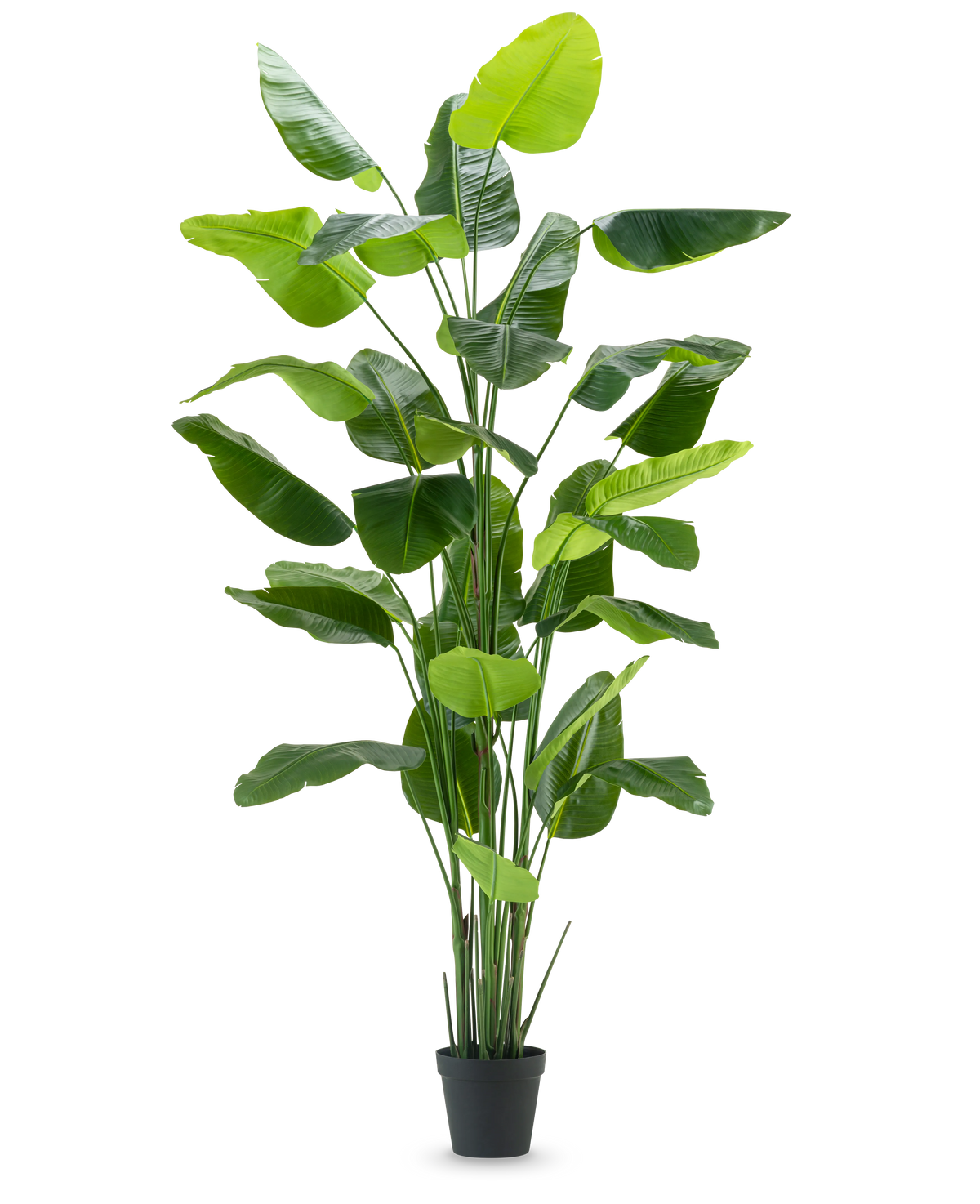 La pianta artificiale Strelitzia Real Touch Deluxe 300 cm è una pianta artificiale alta con foglie verdi lunghe e larghe in un vaso nero, raffigurata su un semplice sfondo bianco.