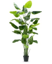 Pianta Artificiale Strelitzia Real Touch Deluxe 300 cm
