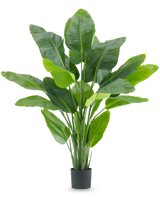 De Kunstplant Strelitzia Real Touch Deluxe 180 cm is een hoge kunstplant met grote, glanzende groene bladeren als een tropische paradijsvogel, in een eenvoudige zwarte pot tegen een witte achtergrond.