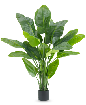 La pianta artificiale Strelitzia Real Touch Deluxe 180 cm è una pianta artificiale alta con grandi foglie verdi lucenti come un uccello del paradiso tropicale, in un semplice vaso nero su sfondo bianco.