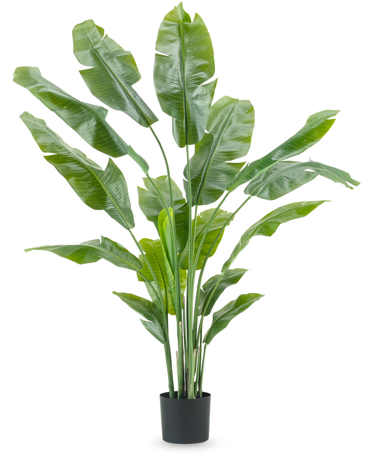 La pianta artificiale Strelitzia Nicolai Deluxe da 180 cm con foglie verdi lunghe e larghe in un semplice vaso nero si staglia su uno sfondo bianco a tinta unita: una pianta d'appartamento sorprendente e un elegante elemento decorativo per qualsiasi interno.