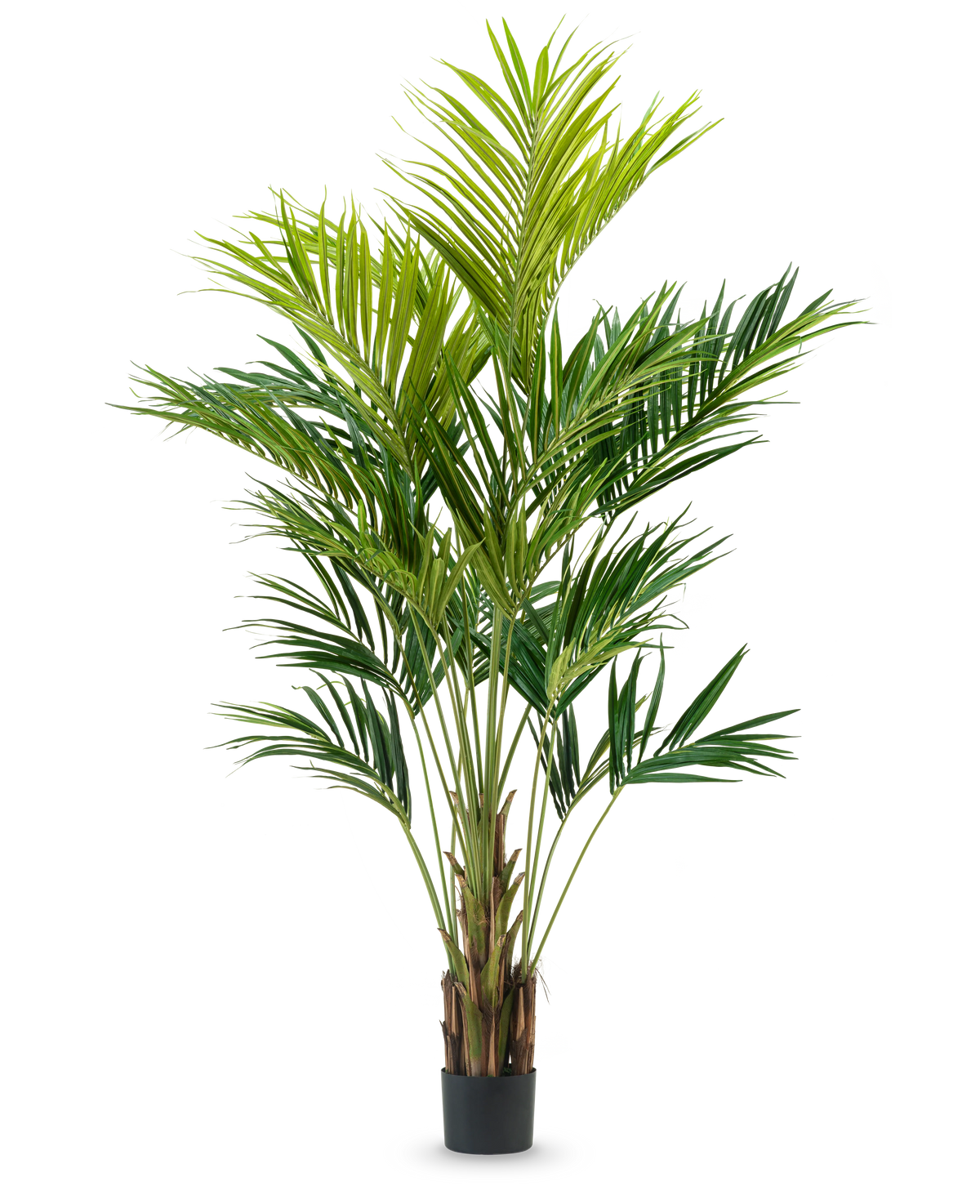 La pianta artificiale Kentia Palm da 270 cm ha molteplici steli sottili e lunghe foglie verdi arcuate in un vaso alto, su uno sfondo bianco semplice.