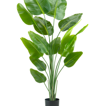 La pianta artificiale Strelitzia 180 cm real touch è una pianta artificiale alta e verde con lunghi steli e foglie grandi e lucenti che ricordano un uccello del paradiso, su uno sfondo bianco semplice.