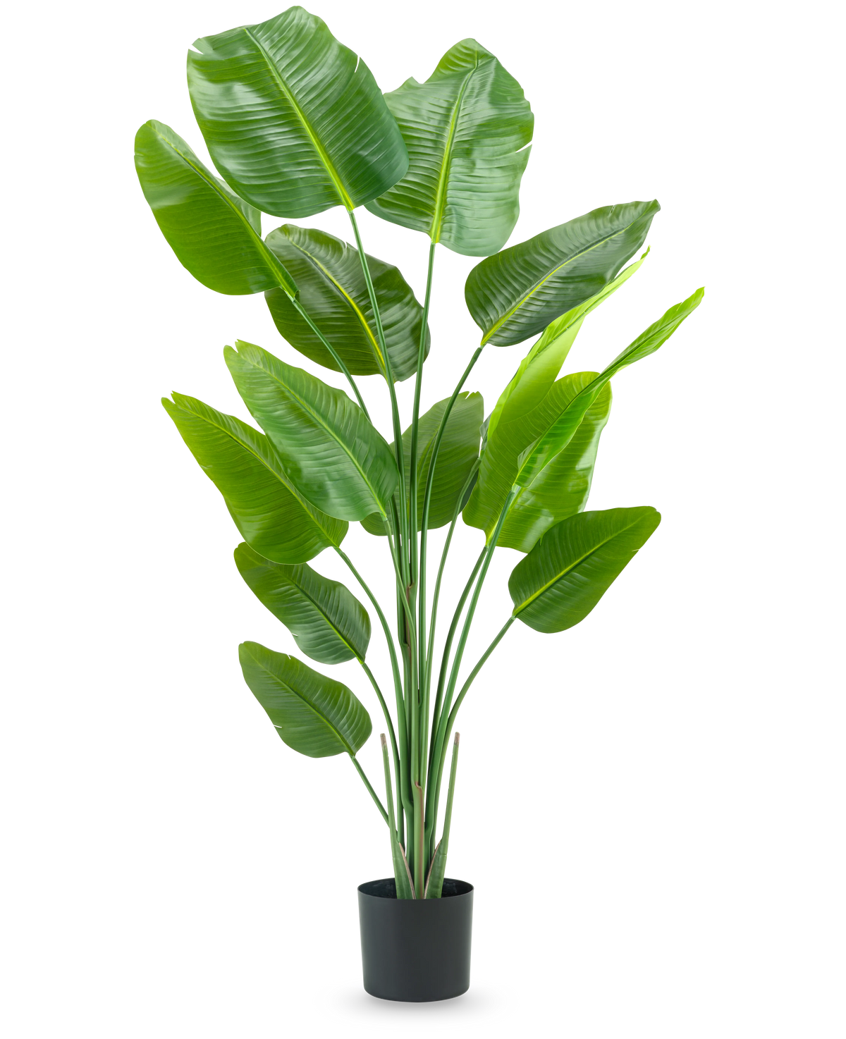 La pianta artificiale Strelitzia 180 cm real touch è una pianta artificiale alta e verde con lunghi steli e foglie grandi e lucenti che ricordano un uccello del paradiso, su uno sfondo bianco semplice.