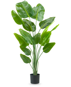 La pianta artificiale Strelitzia 180 cm real touch è una pianta artificiale alta e verde con lunghi steli e foglie grandi e lucenti che ricordano un uccello del paradiso, su uno sfondo bianco semplice.