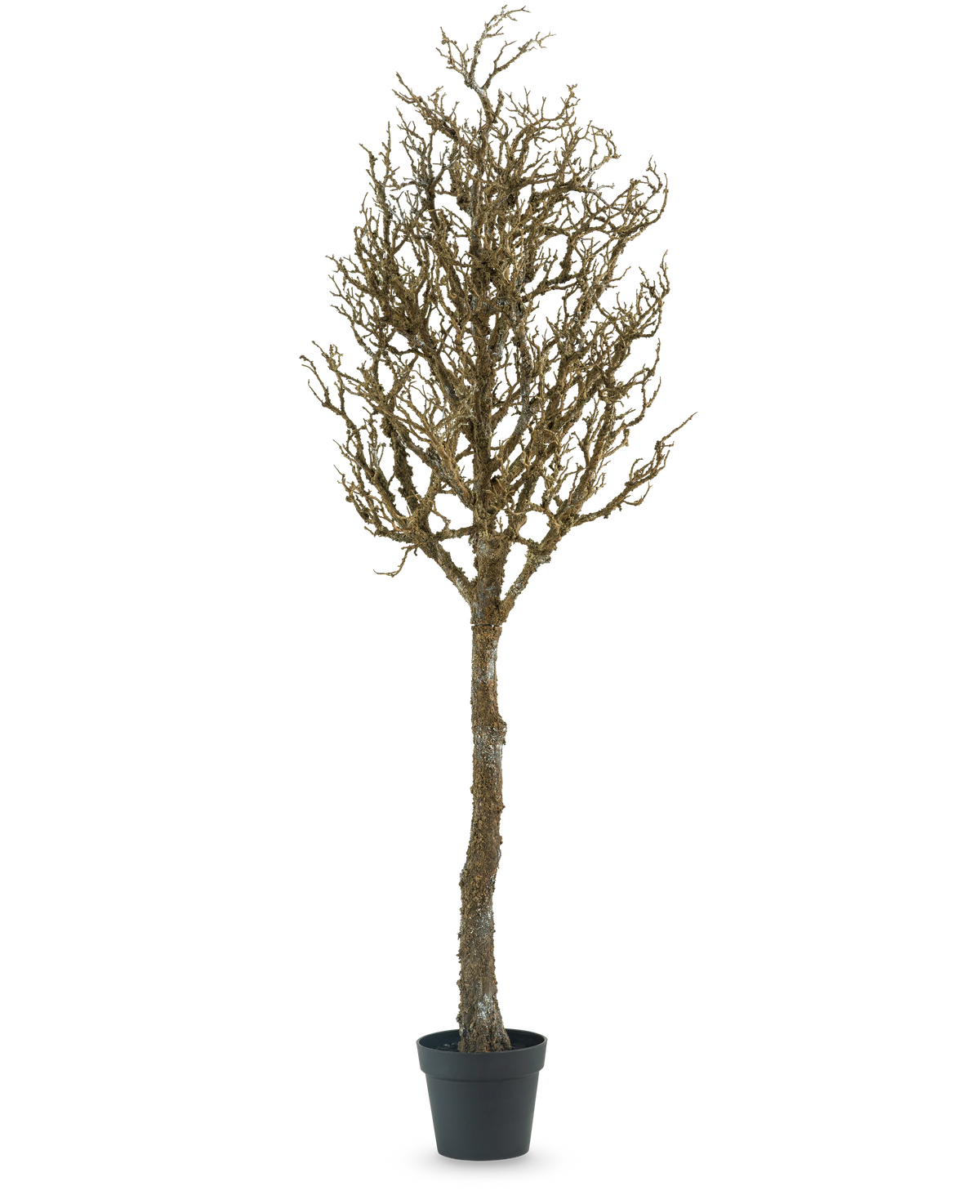 L'albero decorativo con rami 180 cm è un albero spoglio, senza foglie, con molti rami in un vaso di plastica nera, su uno sfondo bianco a tinta unita.