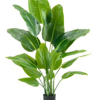 La pianta artificiale Strelitzia Real Touch Deluxe 150 cm ha steli alti con grandi foglie verdi lucide, in un semplice vaso nero su uno sfondo bianco a tinta unita.