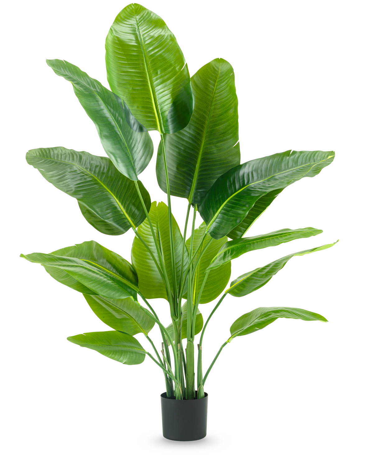 La pianta artificiale Strelitzia Real Touch Deluxe 150 cm ha steli alti con grandi foglie verdi lucide, in un semplice vaso nero su uno sfondo bianco a tinta unita.