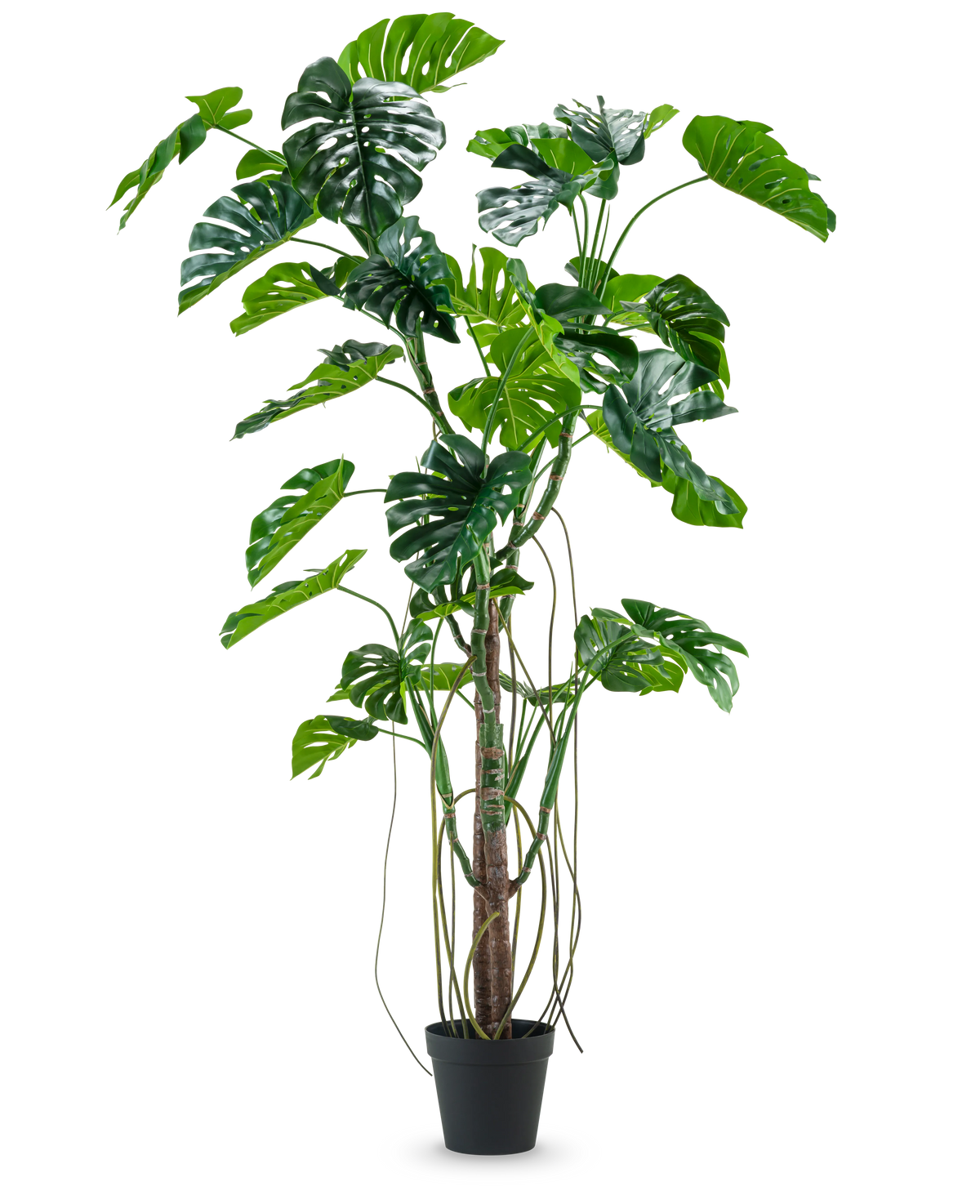 La pianta artificiale Monstera 240 cm è una pianta artificiale alta con diverse foglie verdi divise e lunghi viticci in un vaso nero, posizionato su un semplice sfondo bianco.