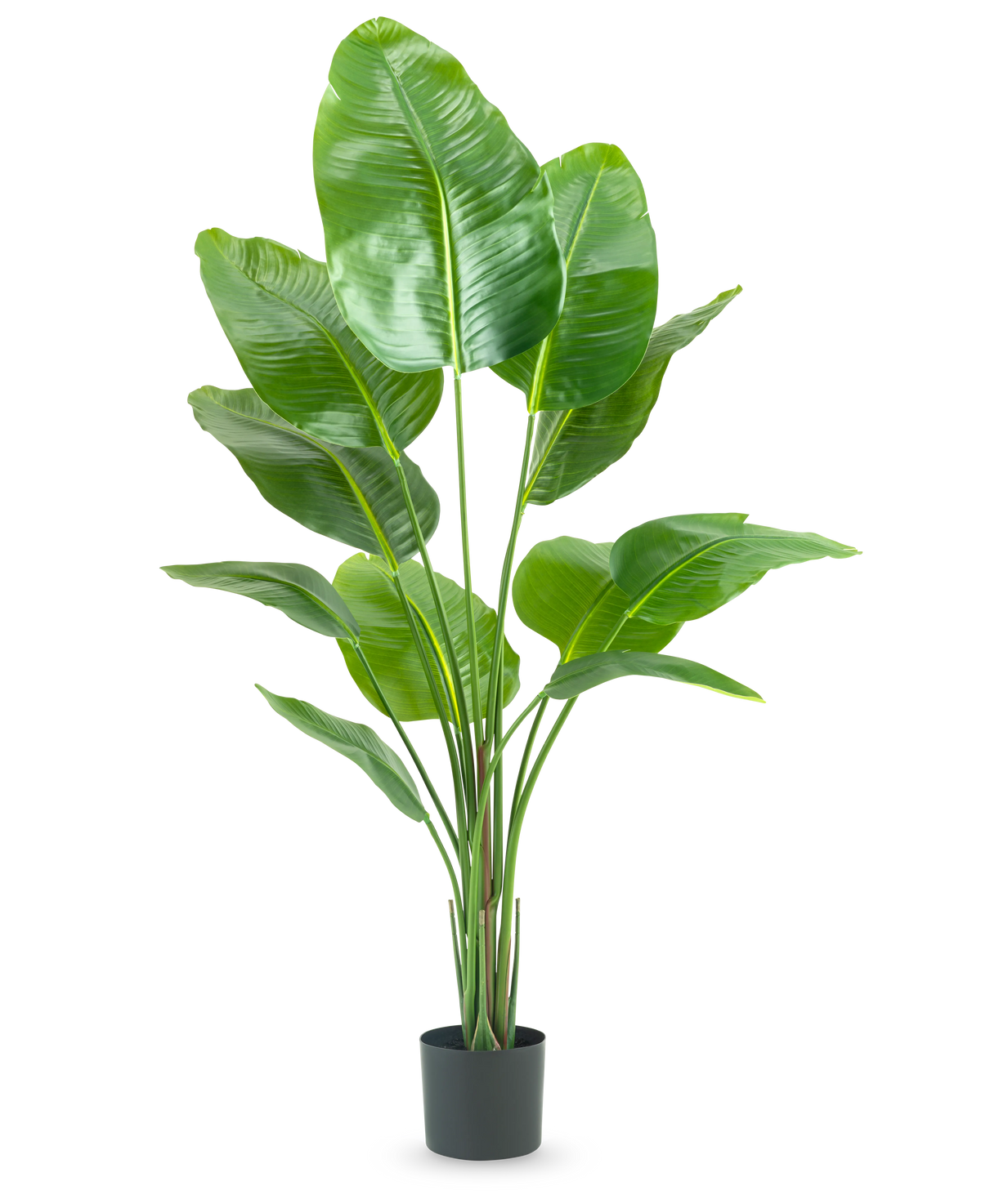 La pianta artificiale Strelitzia 150 cm real touch2 ha grandi foglie verdi lucide con un aspetto realistico da "uccello del paradiso" e una finitura realistica, presentate su un semplice sfondo bianco.