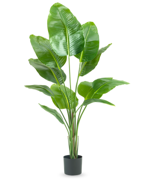 De Kunstplant Strelitzia 150 cm real touch heeft brede, glanzend groene bladeren en een levensechte paradijsvogel look, weergegeven in een pot tegen een effen witte achtergrond.