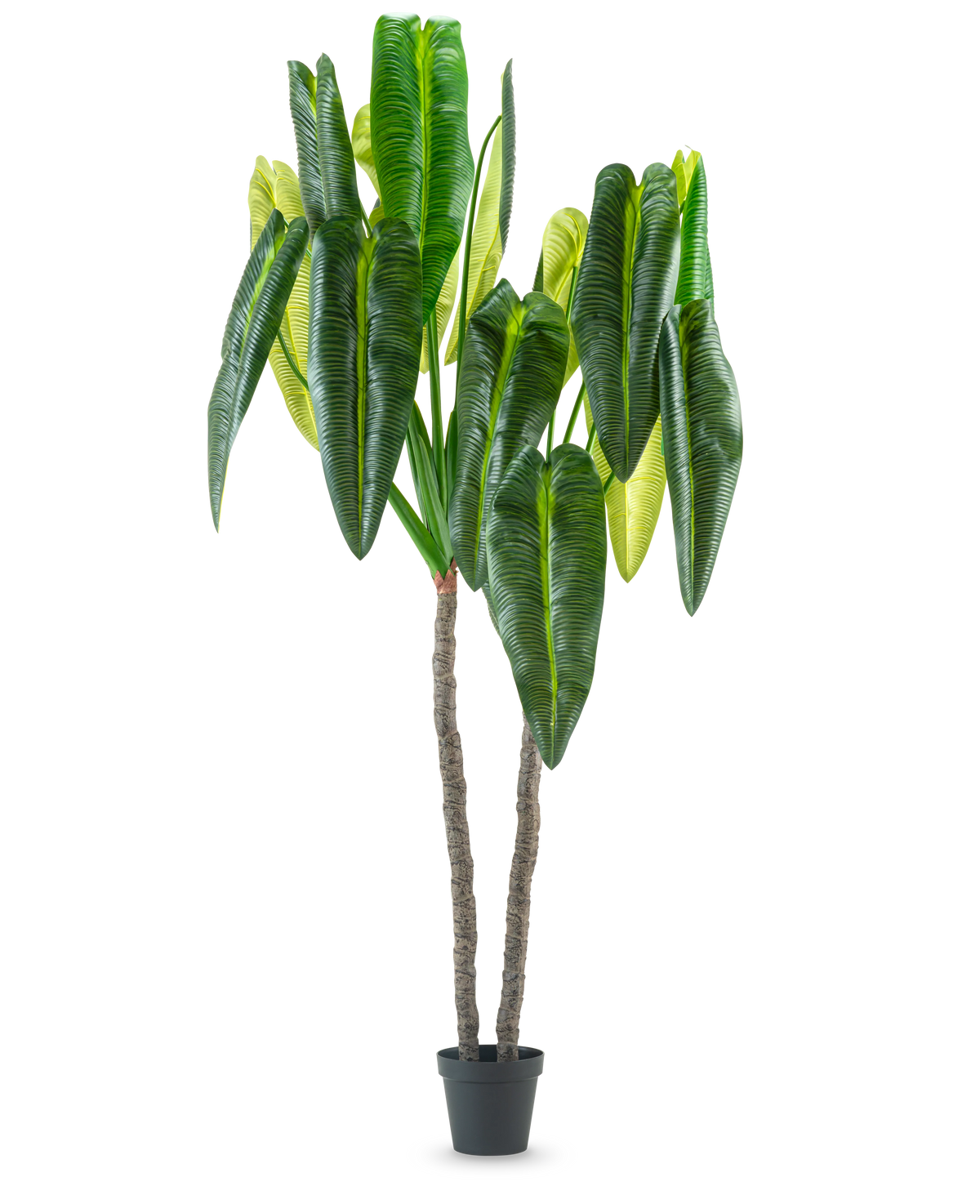 La pianta artificiale Anthurium 240 cm è una pianta artificiale alta in vaso con due steli marroni e grandi foglie verdi allungate su uno sfondo bianco semplice.