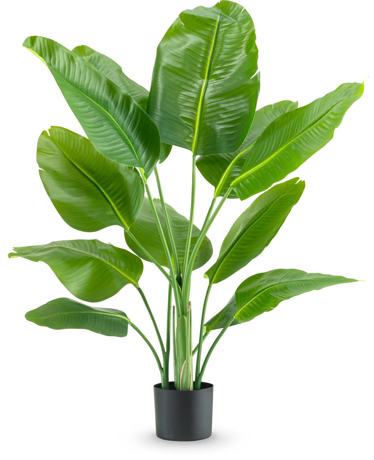 La pianta artificiale Strelitzia Real Touch Deluxe 120 cm ha foglie verdi larghe e lucide su steli lunghi, in un semplice vaso nero e su uno sfondo bianco a tinta unita.