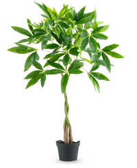 Piante Finte Pachira 90 cm