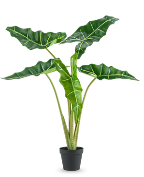 La pianta artificiale Alocasia da 80 cm ha grandi foglie a forma di freccia verde scuro con venature verde chiaro e viene fornita in un semplice vaso nero, su uno sfondo bianco a tinta unita.
