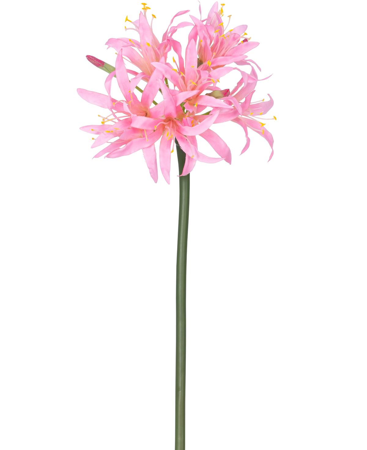 Il fiore artificiale Nerine rosa da 70 cm ha un alto stelo verde con un grappolo di delicati fiori rosa ragno con lunghi petali e stami gialli, su uno sfondo bianco semplice.