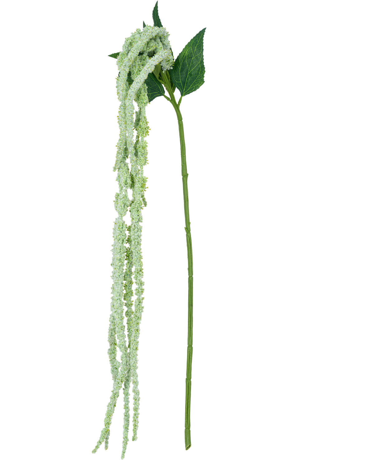 Il fiore artificiale Amaranthus verde 124 cm ha un unico stelo verde con mazzi lunghi e pendenti di piccoli fiori verde chiaro e due grandi foglie verdi, su uno sfondo bianco.
