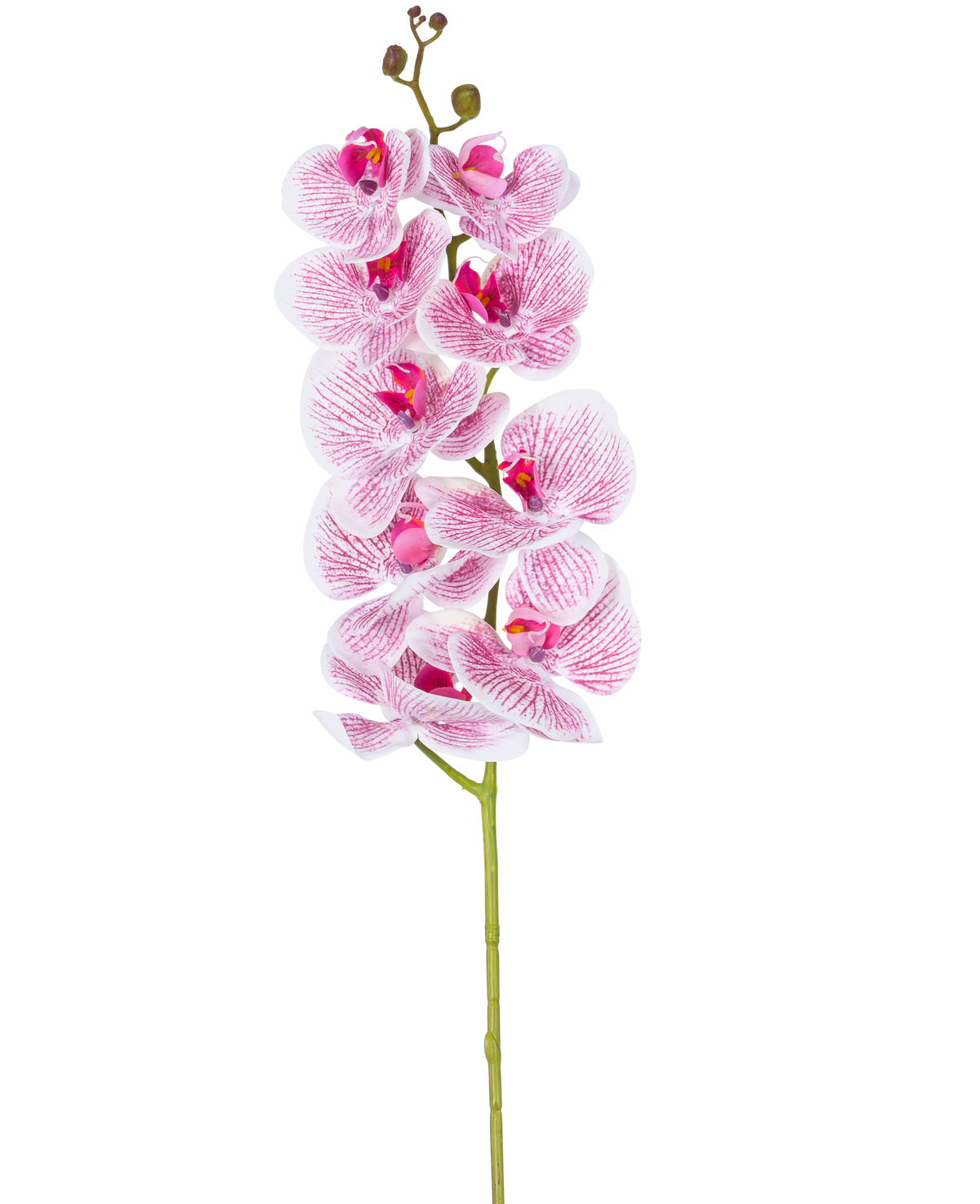 L'orchidea artificiale Real Touch Deluxe 105 cm in fucsia/bianco ha un unico stelo con fiori multipli, con petali venati rosa realistici che formano un sorprendente accento decorativo su uno sfondo bianco semplice.