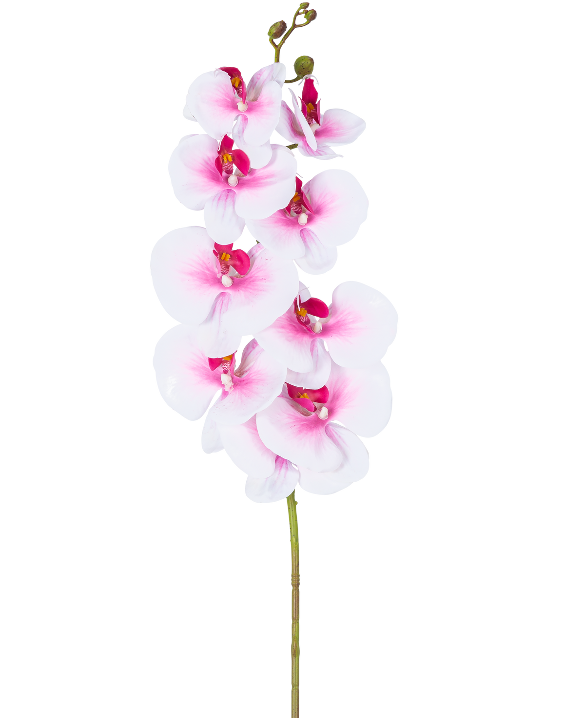 L'orchidea artificiale Real Touch Deluxe 105 cm rosa/bianco ha un unico stelo artificiale di phalaenopsis rosa con accenti bianchi, fiori e boccioli di seta realistici, il tutto elegantemente visualizzato su uno sfondo bianco.