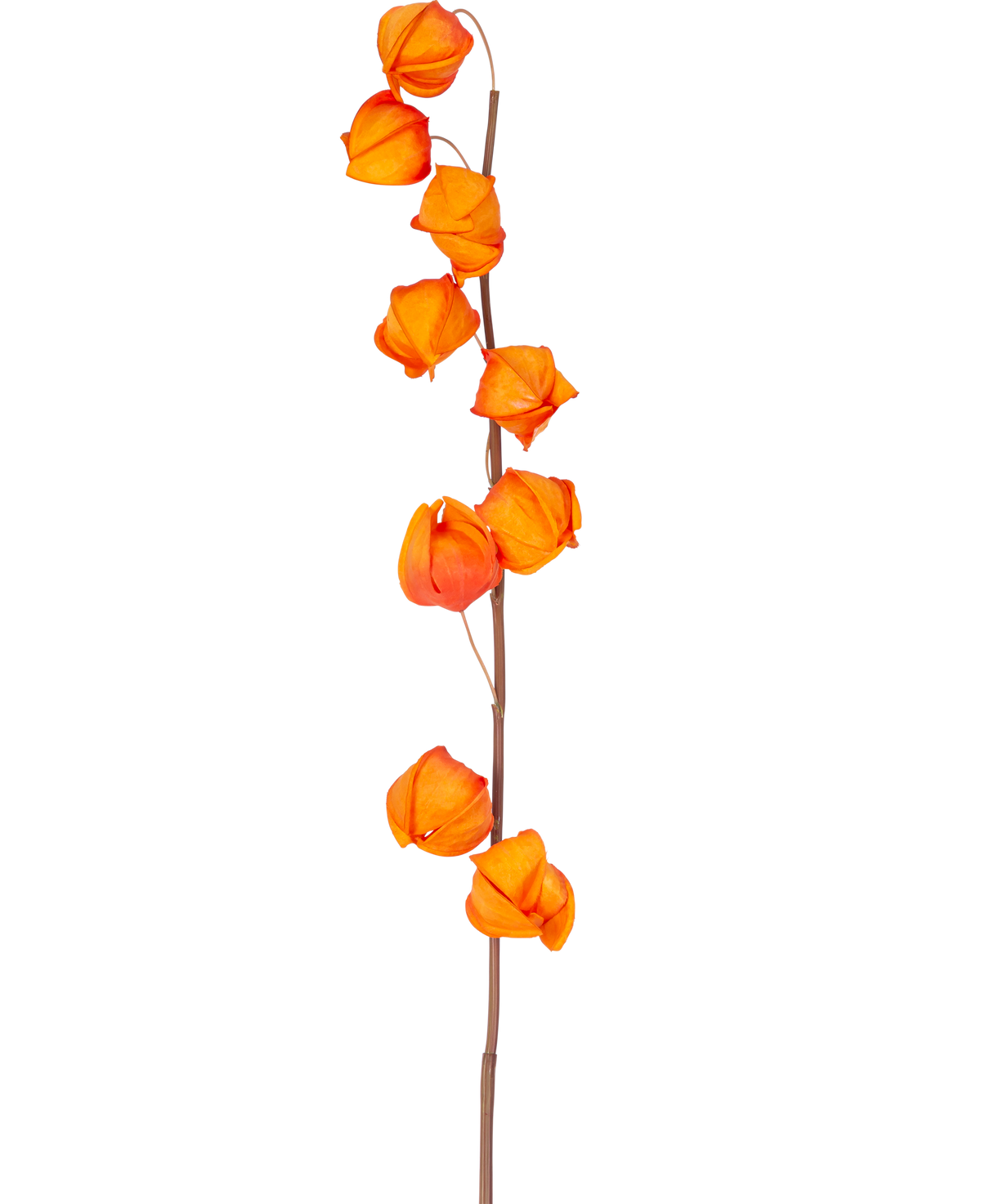 Un singolo stelo di fiore artificiale Physalis Lampion da 90 cm di colore arancione, con molteplici baccelli a forma di lanterna di colore arancione brillante, è mostrato su uno sfondo bianco semplice.