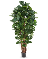 Kunstplant Philodendron van 230 cm met grote, glanzend groene bladeren in een zwarte pot, afgebeeld tegen een effen witte achtergrond.