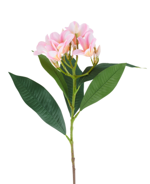 Un fiore di plumeria artificiale da 75 cm, rosa/crema, con uno stelo, grandi foglie verdi e un grappolo di fiori di plumeria rosa pallido nella parte superiore, raffigurati su uno sfondo bianco.