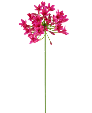 Un unico, lungo stelo verde del fiore artificiale Agapanthus 75 fucsia porta un grappolo di vivaci fiori rosa nella parte superiore, che si stagliano su un semplice sfondo bianco.