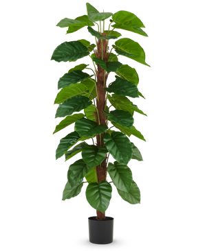 La pianta artificiale Epipremnum aureum 180 cm ha grandi foglie verdi lucide disposte lungo uno stelo centrale marrone e viene fornita in un piccolo vaso nero, raffigurato su un semplice sfondo bianco.