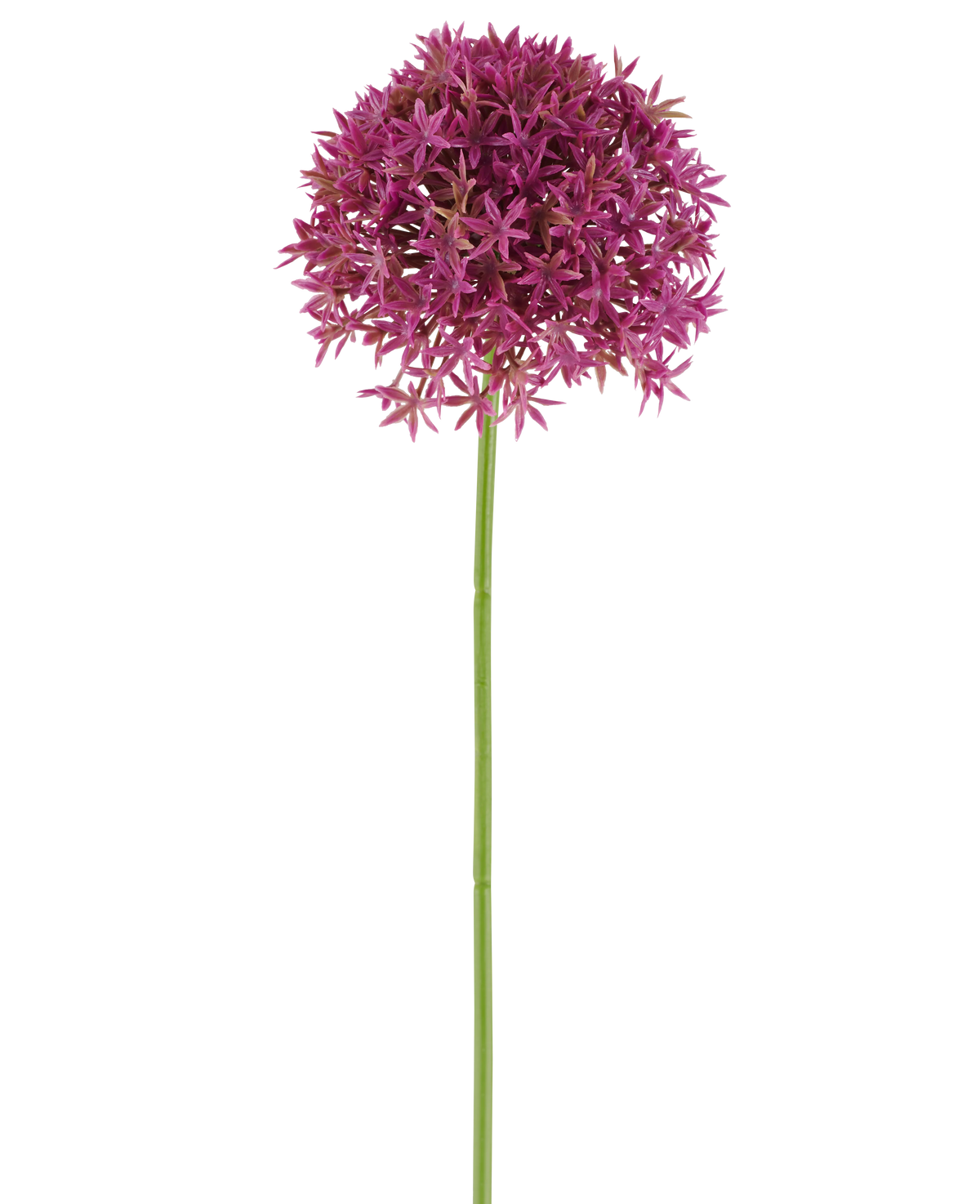 Un unico lungo stelo del fiore artificiale dente di leone da 63 cm fucsia porta un grappolo rotondo di piccoli fiori fucsia a forma di stella su uno sfondo bianco.