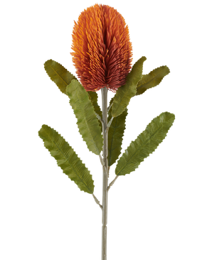 Un singolo fiore artificiale Banksia da 65 cm in arancione antico presenta un grande, appuntito, antico fiore arancione nella parte superiore di un gambo robusto, con diverse foglie verdi allungate e seghettate disposte simmetricamente lungo lo stelo, il tutto su uno sfondo bianco.