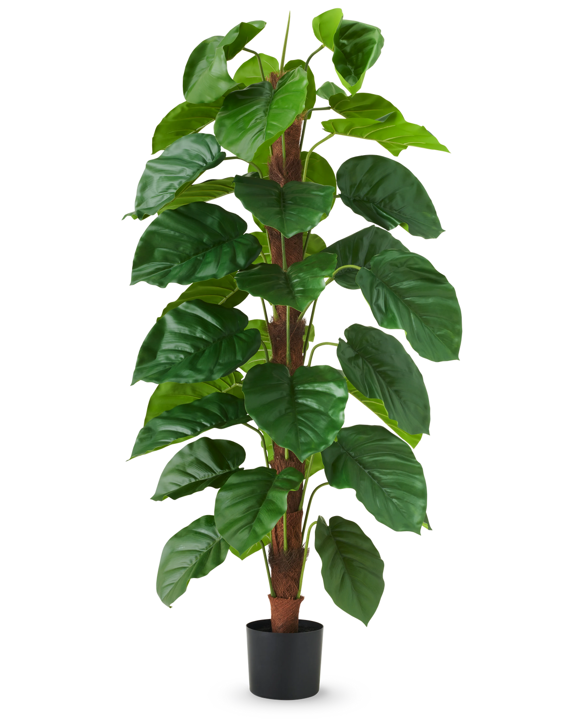 La pianta artificiale Epipremnum aureum 150 cm è una pianta artificiale alta con grandi foglie verdi lucide, presentata in un vaso nero su uno sfondo bianco a tinta unita.