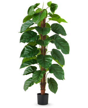 La pianta artificiale Epipremnum aureum 150 cm è una pianta artificiale alta con grandi foglie verdi lucide, presentata in un vaso nero su uno sfondo bianco a tinta unita.