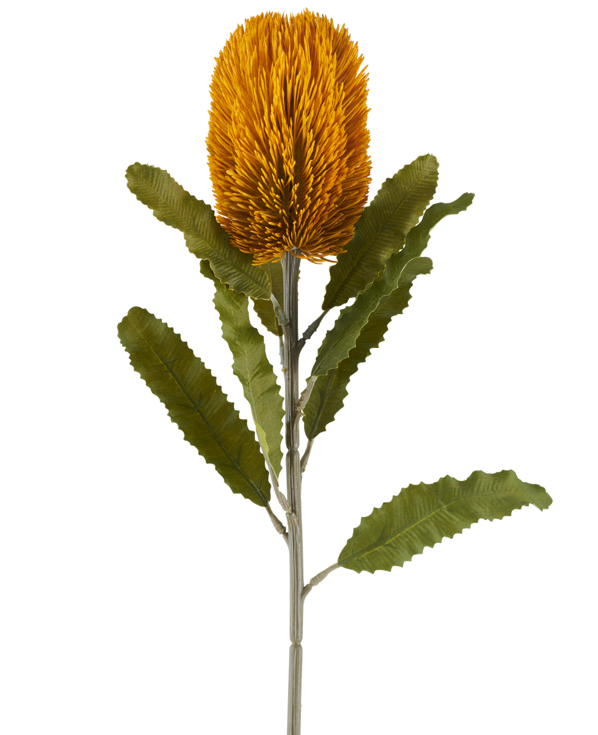 Fiore singolo artificiale di Banksia color senape, alto 65 cm, di forma cilindrica con foglie verdi seghettate su un lungo stelo, isolato su sfondo bianco.