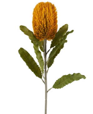 Fiore singolo artificiale di Banksia color senape, alto 65 cm, di forma cilindrica con foglie verdi seghettate su un lungo stelo, isolato su sfondo bianco.